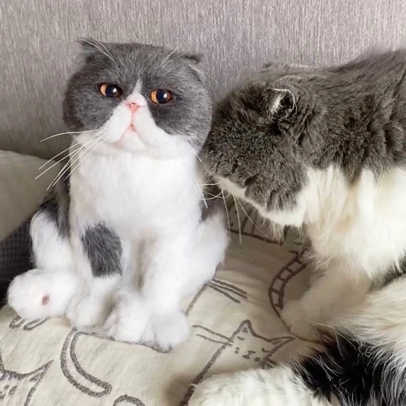 客制化逼真猫 羊毛毡 宠物 娃娃 定制 手工 狗狗猫咪 毛小孩  198 - 玩具 - 羊毛 多色