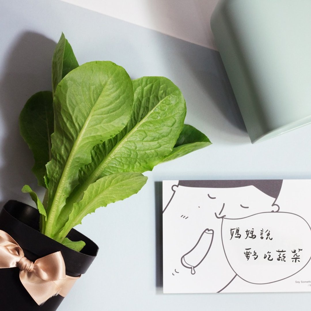 甜萝蔓莴苣生菜盆栽_礼物款 - 植栽/盆栽 - 植物．花 