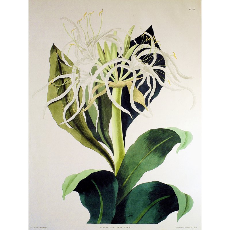 鳌蟹石蒜 - 六蕊植物图鉴 - 版画挂画 - 海报/装饰画/版画 - 纸 