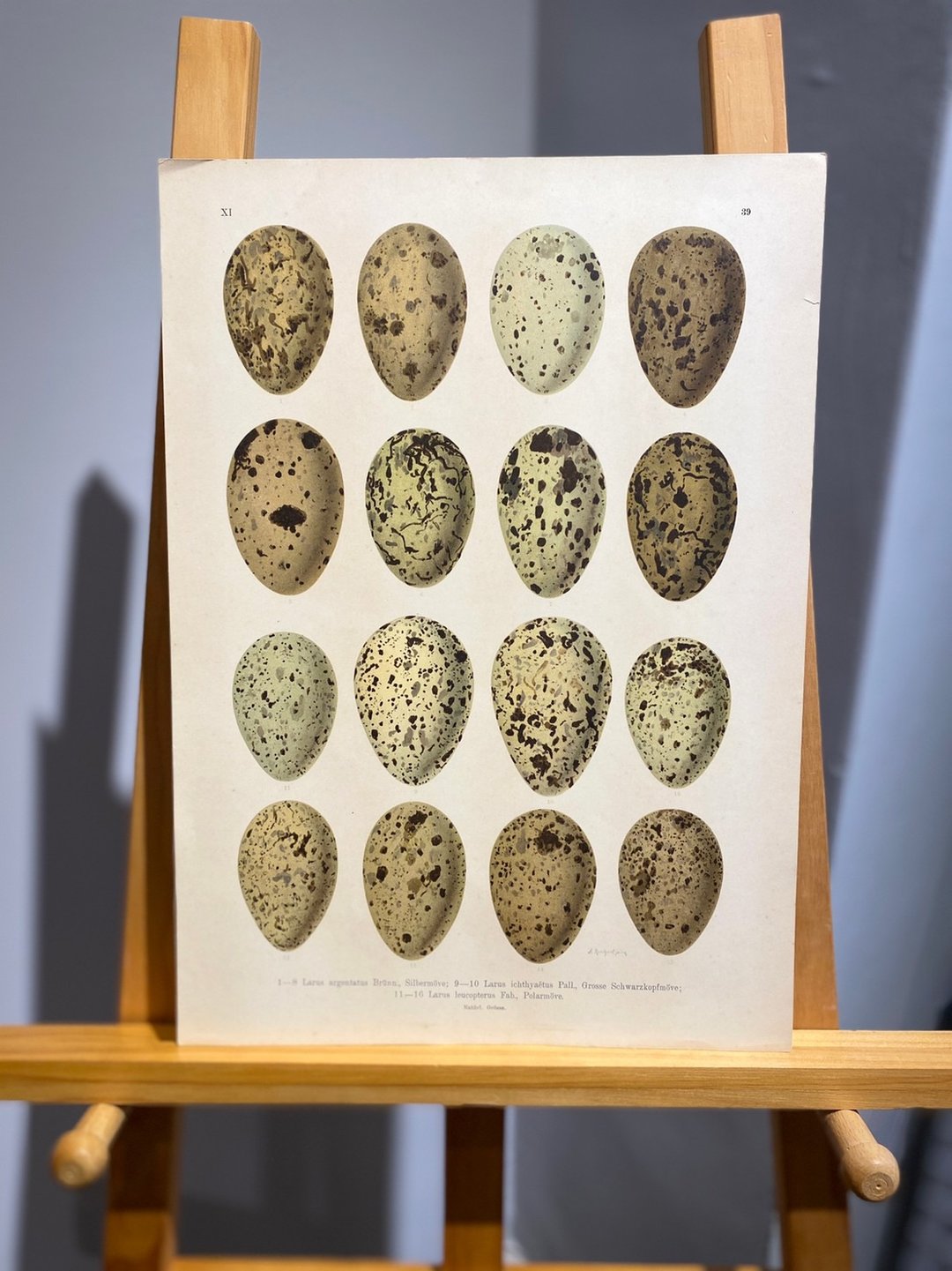 古董 19 世纪德国欧洲鸟蛋石版画图鉴 - 海报/装饰画/版画 - 纸 