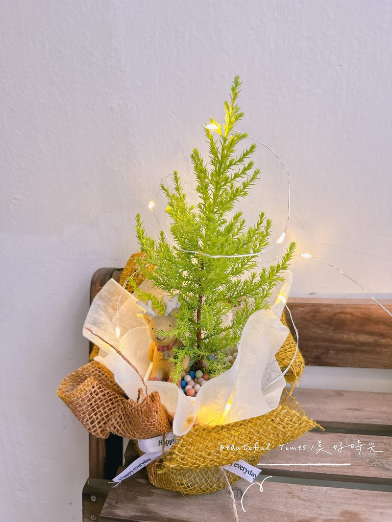 季节限定 | 质感疗愈-香冠柏盆栽 - 植栽/盆栽 - 植物．花 绿色