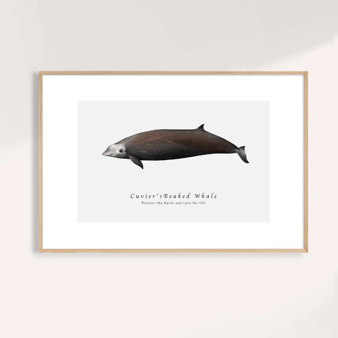 库氏喙鲸 Cuvier's Beaked Whale/海洋动物插画挂画/艺术无框输出 - 海报/装饰画/版画 - 纸 