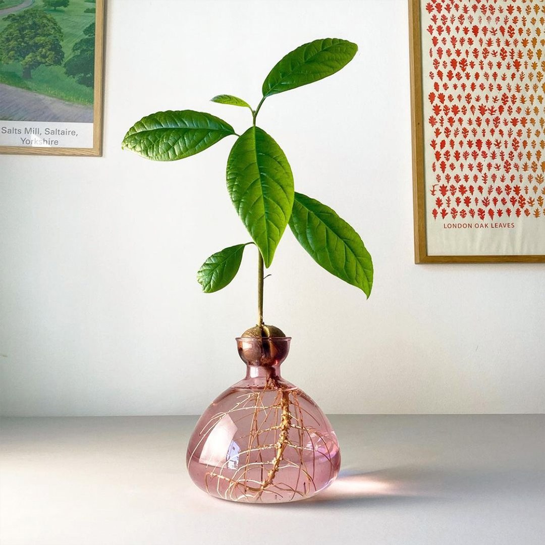 ILEX STUDIO | 酪梨玻璃花器 玫瑰粉 - 花瓶/陶器 - 玻璃 红色
