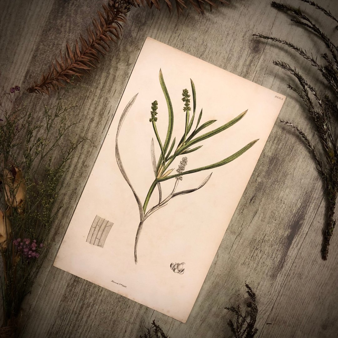 英国出版English Botany百年植物版画 - 其他 - 纸 绿色