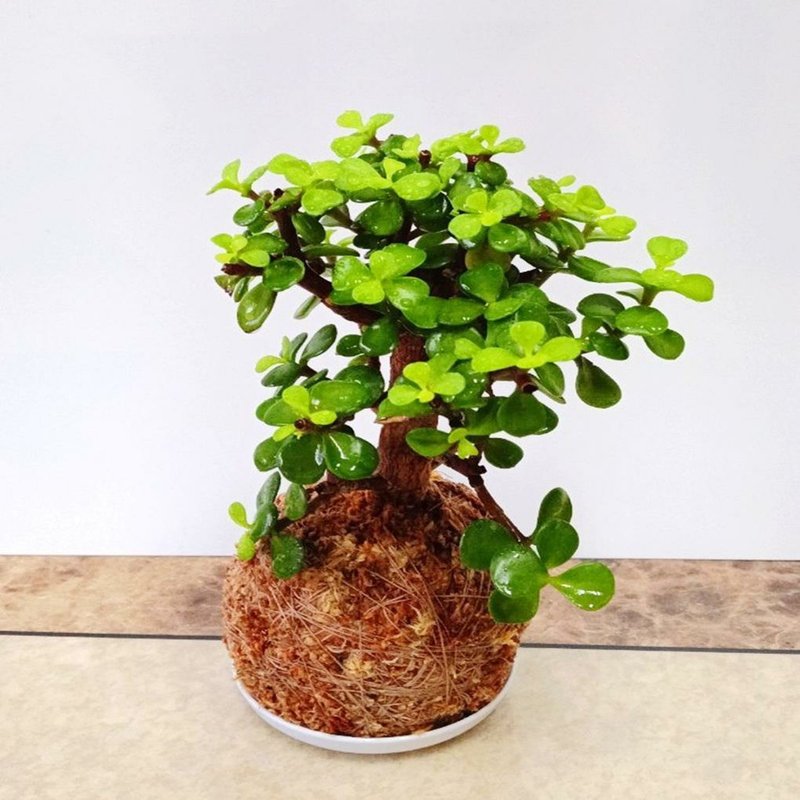 居家幸福苔球 苔玉 智利原色水苔 五行幸运植物 银杏木 - 植栽 - 植物．花 