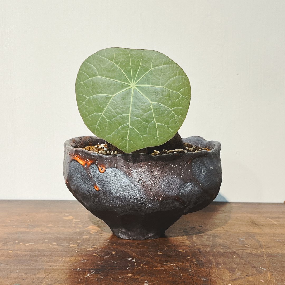 柴烧茶碗遇见蓝叶山乌龟 - 花瓶/陶器 - 陶 黑色