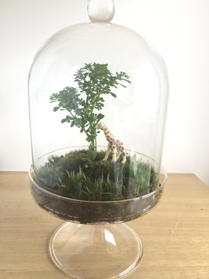 ［纯自然］草原 长颈鹿 高脚玻璃钟 盆栽 植物 送礼 - 植栽/盆栽 - 植物．花 绿色