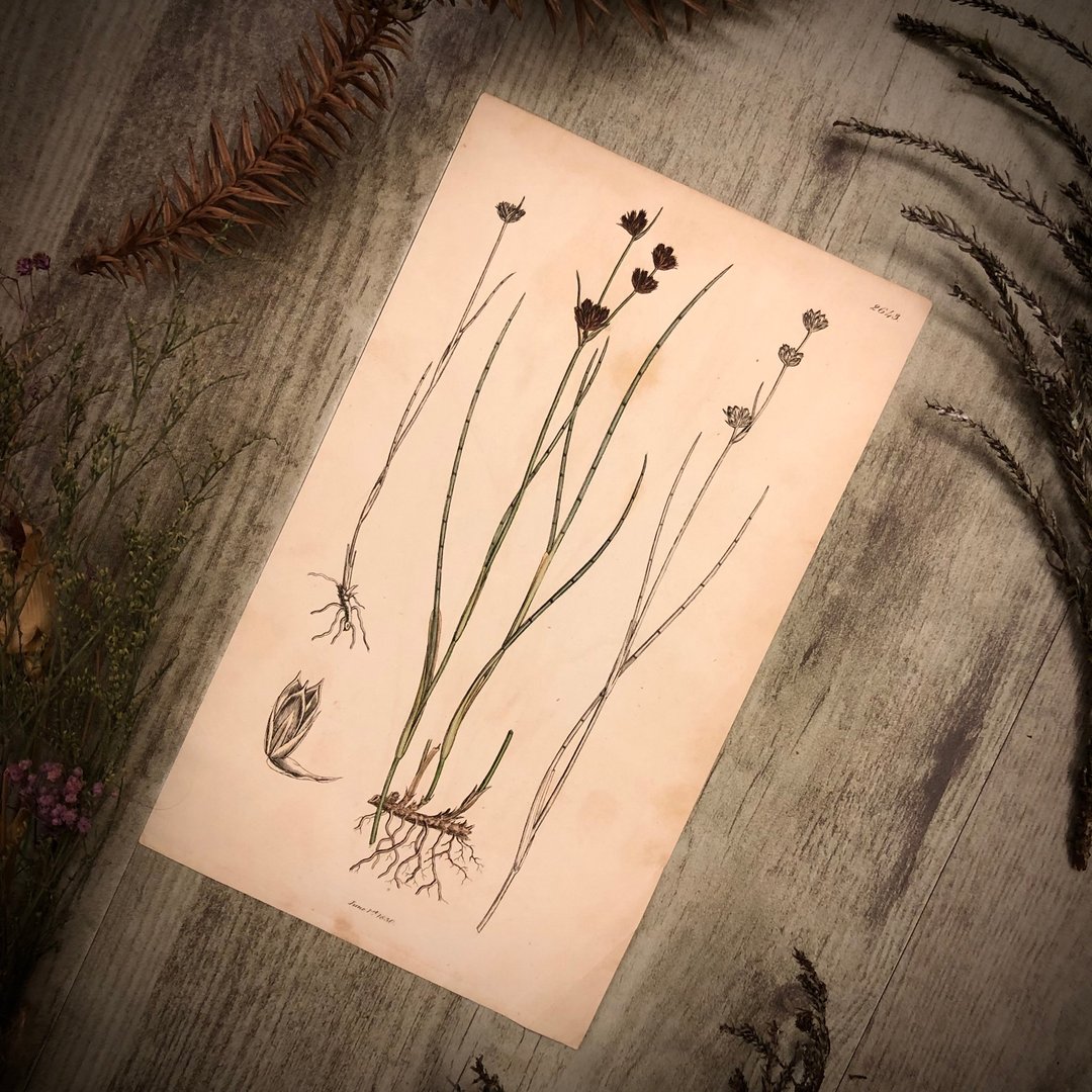 英国出版English Botany百年植物版画 - 其他 - 纸 绿色
