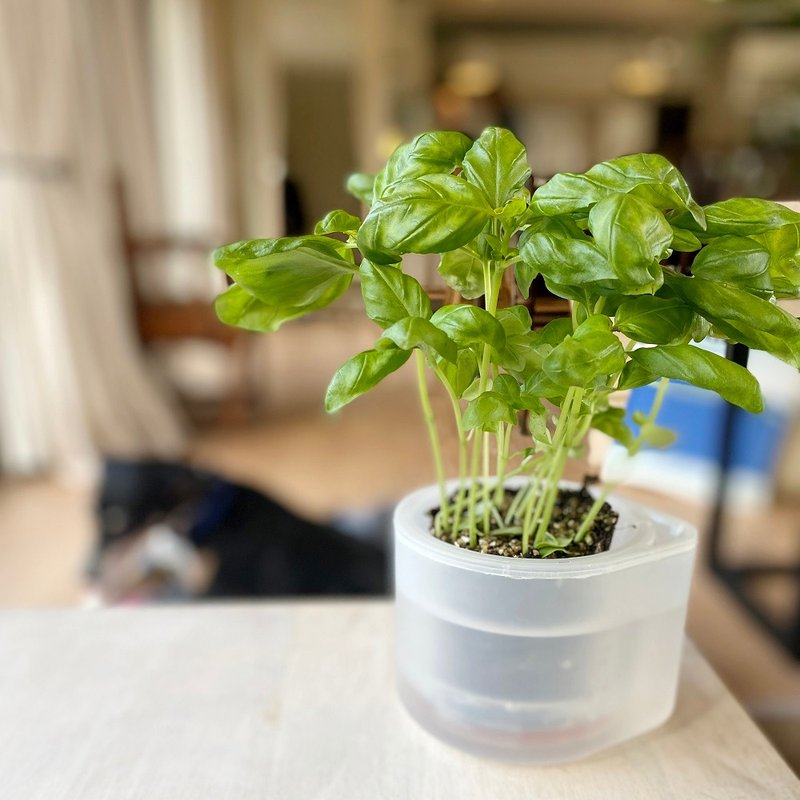 耕作之盆 Self-Watering 懒人花器 单盆10.5 cm - 植栽/盆栽 - 塑料 透明