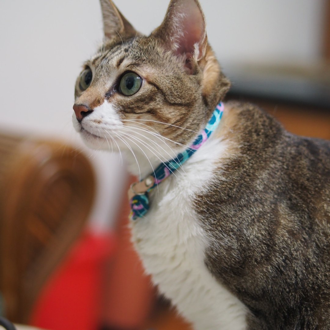 猫 项圈 日本棉布 手绘风 蓝绿 套圈圈 双面设计 附铃铛 植楺皮 - 项圈/牵绳 - 棉．麻 