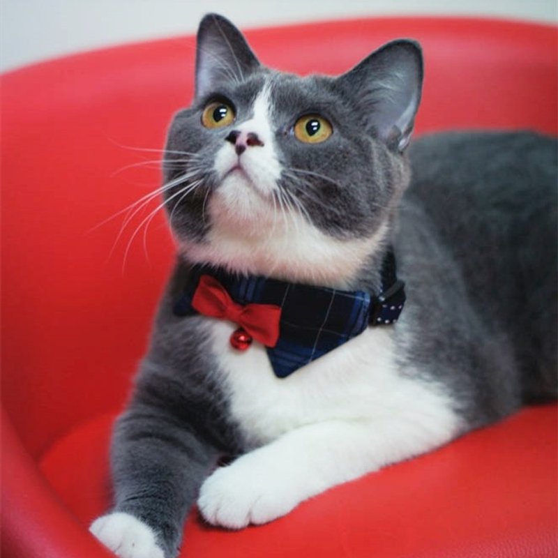 猫项圈 领片 深蓝格纹 - 项圈/牵绳 - 棉．麻 蓝色