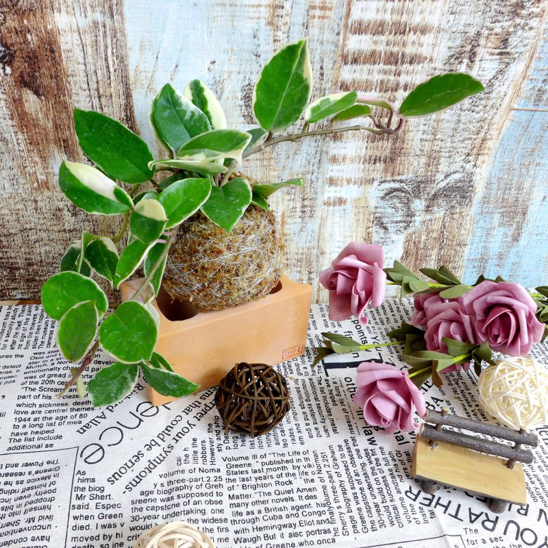 芊艹手作/ 多肉系列苔球 - 斑叶球兰 - 植栽/盆栽 - 植物．花 绿色