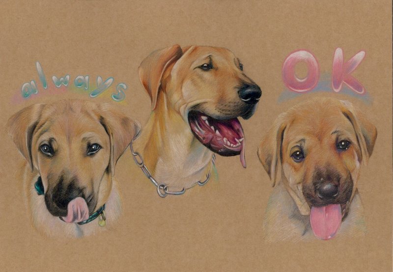 定制化 宠物画 狗 猫 色铅笔作品 三单位  含透明框 - 订制画像 - 纸 