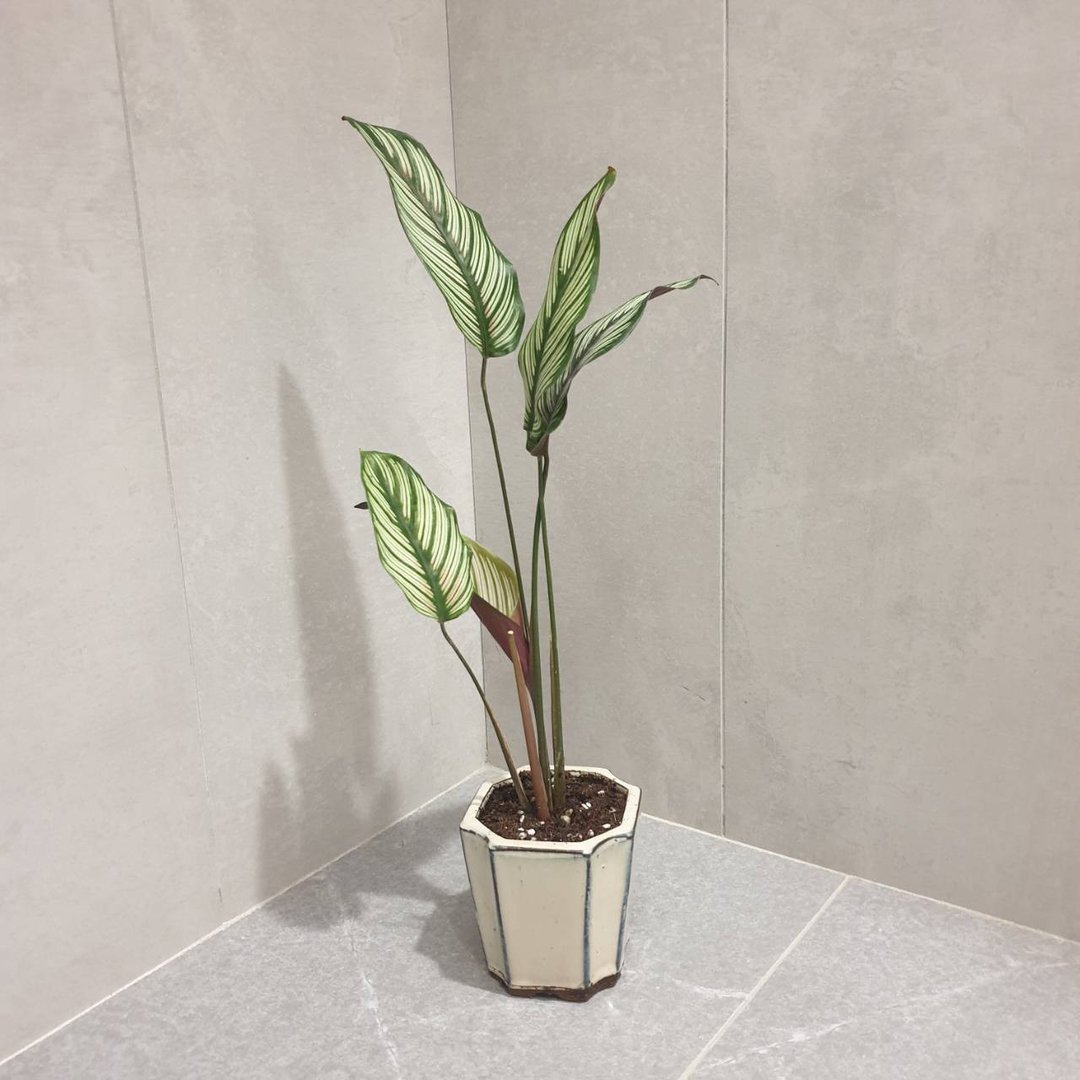 斜纹竹芋 室内盆栽 净化空气 - 植栽/盆栽 - 瓷 蓝色