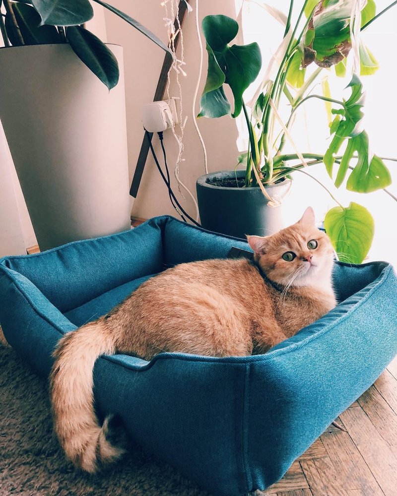 Cat Bed Blue XS Size, extra small cat pillow - 床垫/笼子 - 其他材质 蓝色