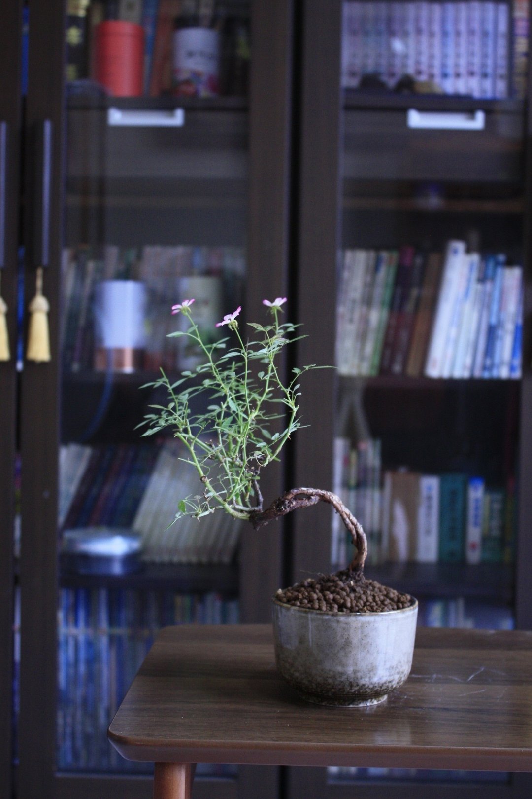 日本屋久岛姬玫瑰 l 裸根系列 中品盆栽 室内植栽 礼物 - 植栽/盆栽 - 植物．花 