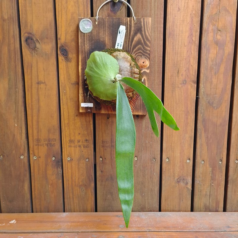 上板鹿角蕨 深绿 x 爪哇 P.hillii X willinckii - 植栽/盆栽 - 植物．花 绿色