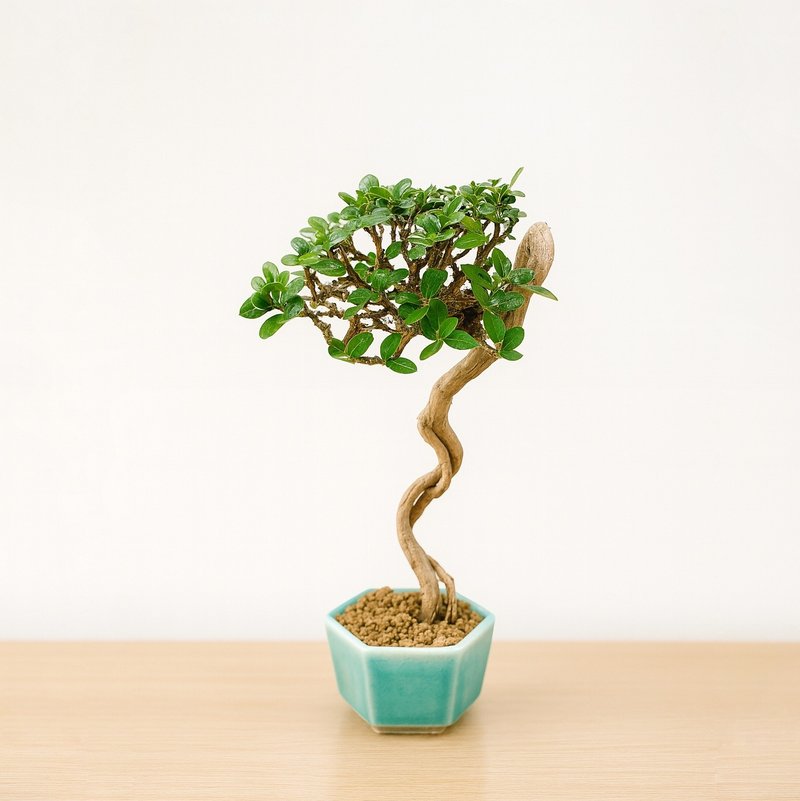 小品盆栽・米叶寿娘子 - 植栽/盆栽 - 植物．花 