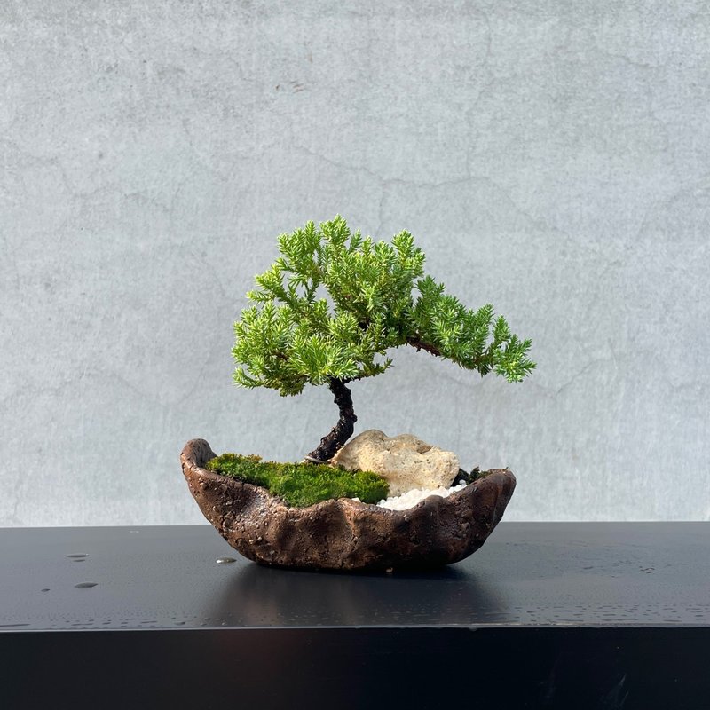 小品盆栽-迷你珍珠柏 盆景 送礼 - 植栽/盆栽 - 植物．花 