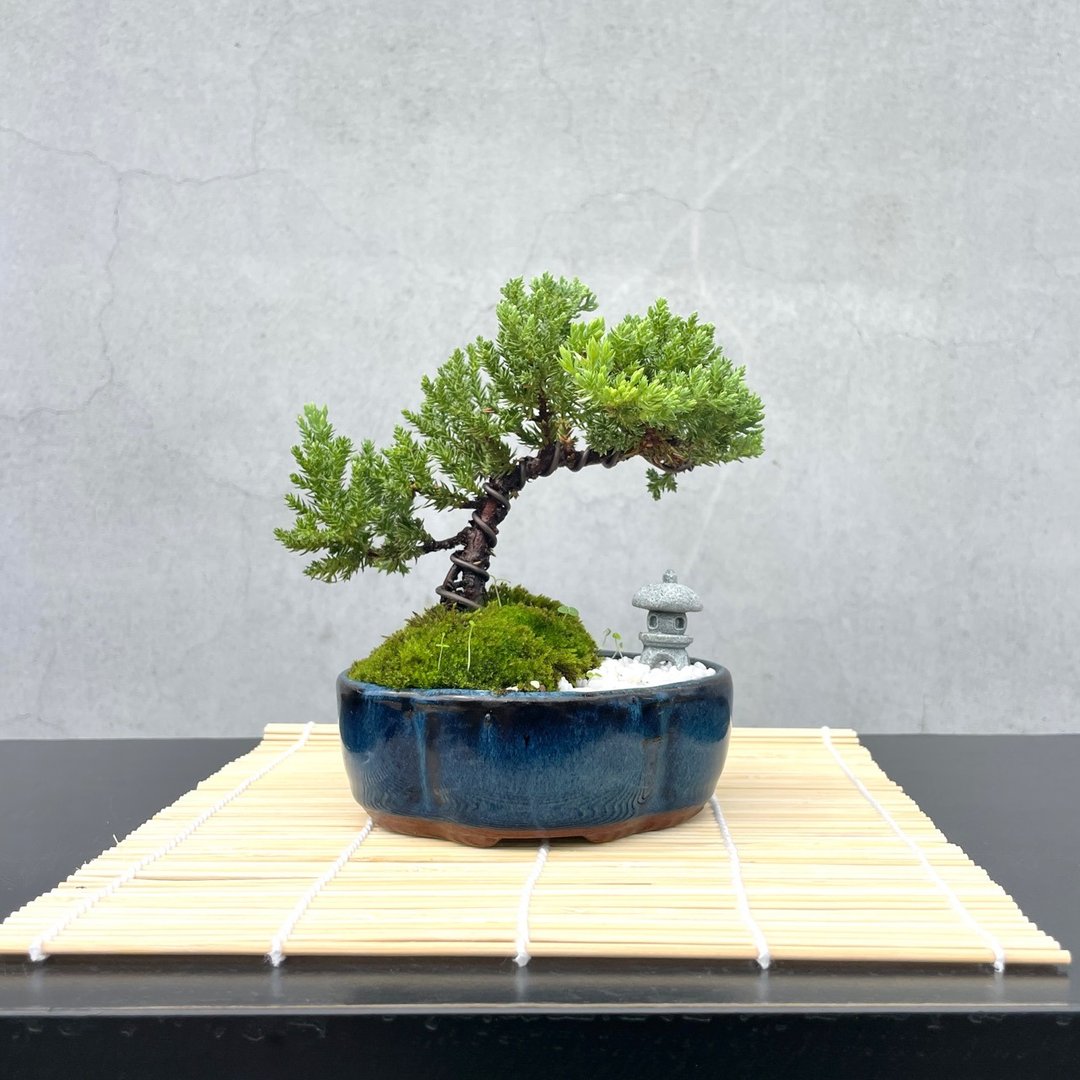 小品盆栽 - 珍珠柏 盆景 送礼 - 植栽/盆栽 - 植物．花 