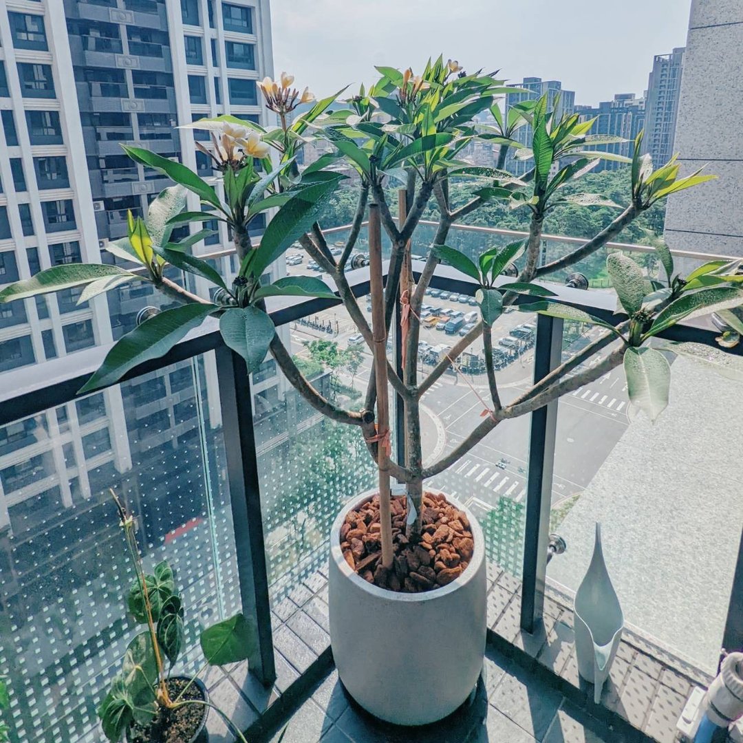 开幕大气送礼-鸡蛋花 - 植栽/盆栽 - 植物．花 