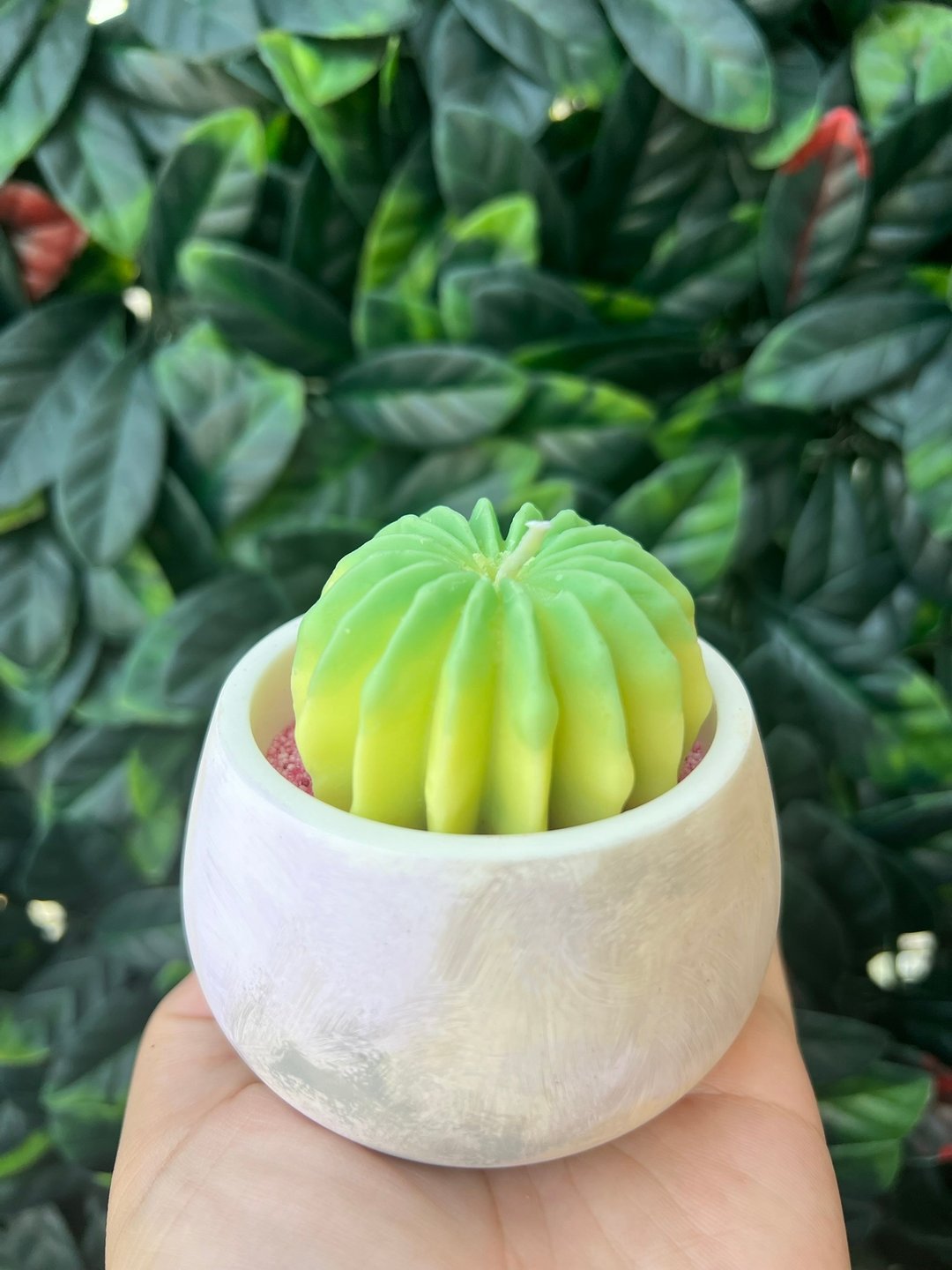 渐层仙人掌套装 - 植栽/盆栽 - 其他材质 绿色