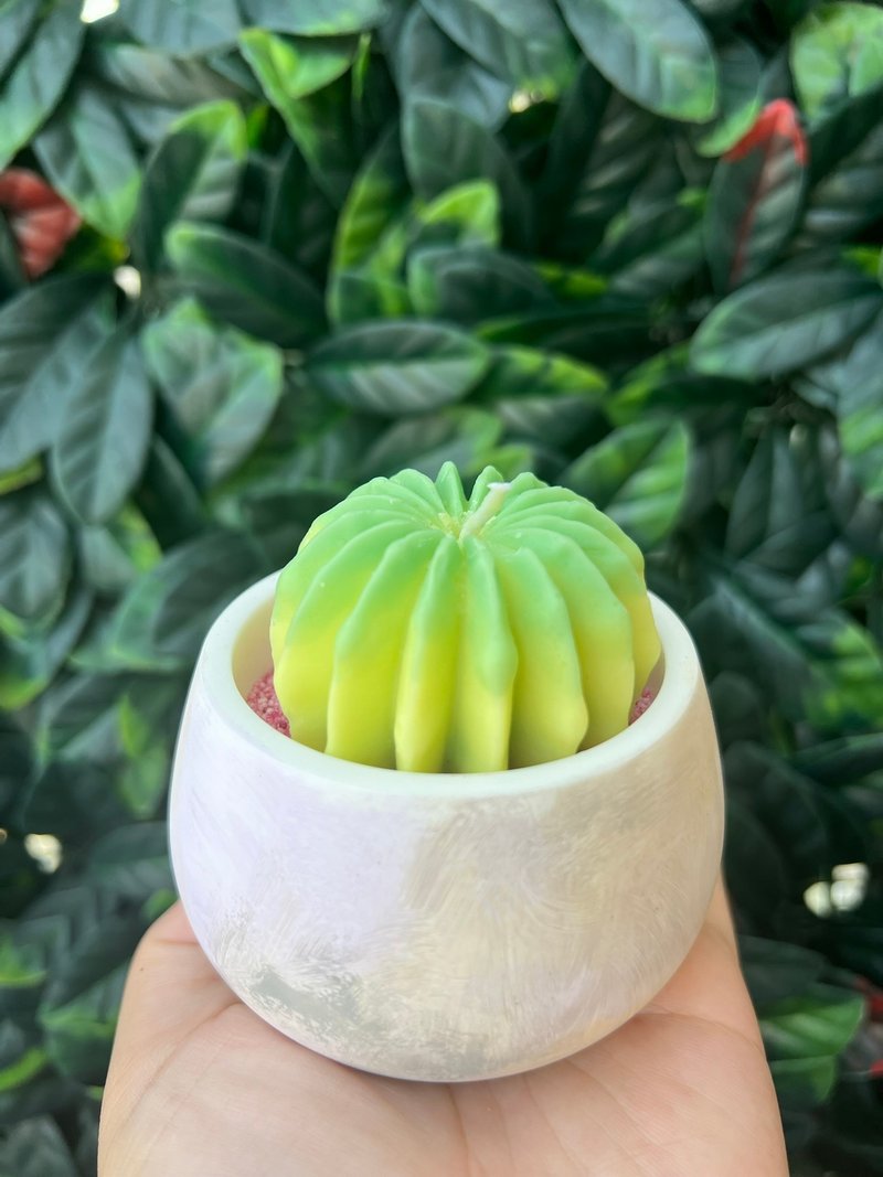 渐层仙人掌套装 - 植栽/盆栽 - 其他材质 绿色