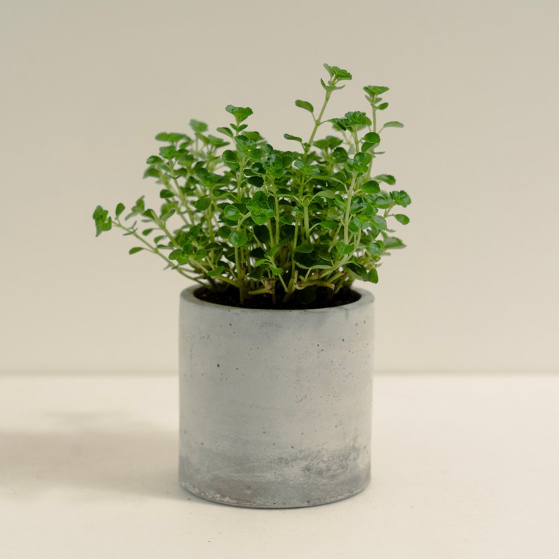 婴儿泪│泥作系列│福所栽 - 植栽/盆栽 - 水泥 绿色