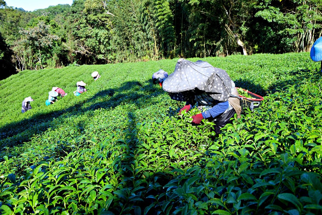 【春茶】阿里山金萱 | 手采原叶 | 4 两 150 克_浅培 - 茶 - 新鲜食材 多色