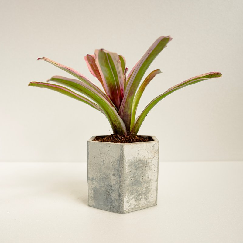 积水凤梨│泥作系列│福所栽 - 植栽/盆栽 - 水泥 多色