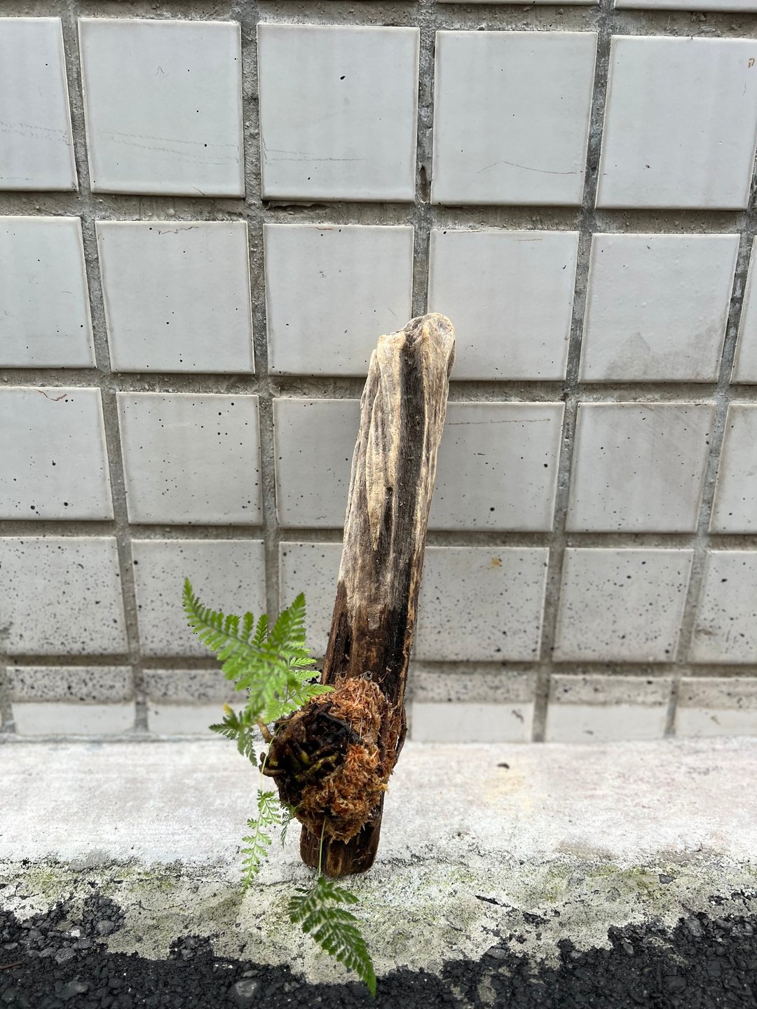 漂流木兔脚蕨上板 - 植栽/盆栽 - 植物．花 
