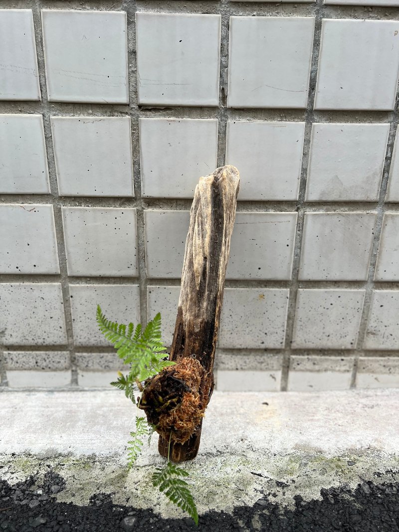 漂流木兔脚蕨上板 - 植栽/盆栽 - 植物．花 