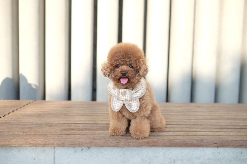 格仔熊x 啡边 蝴蝶cut (圆脚) - 项圈/牵绳 - 棉．麻 