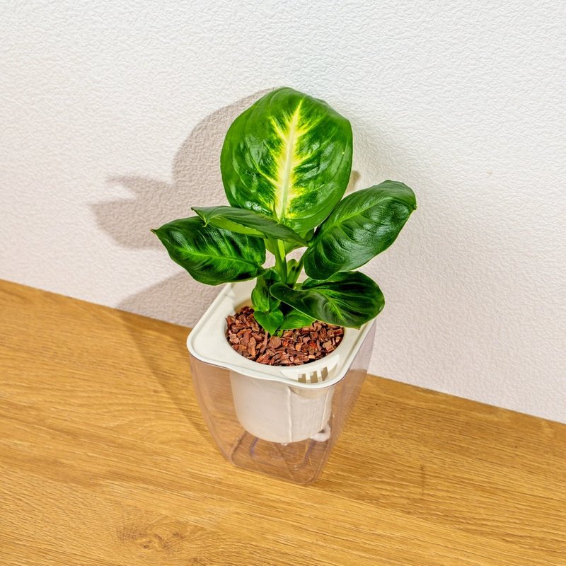 定制化 - 玛莉安黛粉叶 免浇水方形盆栽 室内植物 观叶植物 礼物 盆 - 植栽/盆栽 - 植物．花 透明
