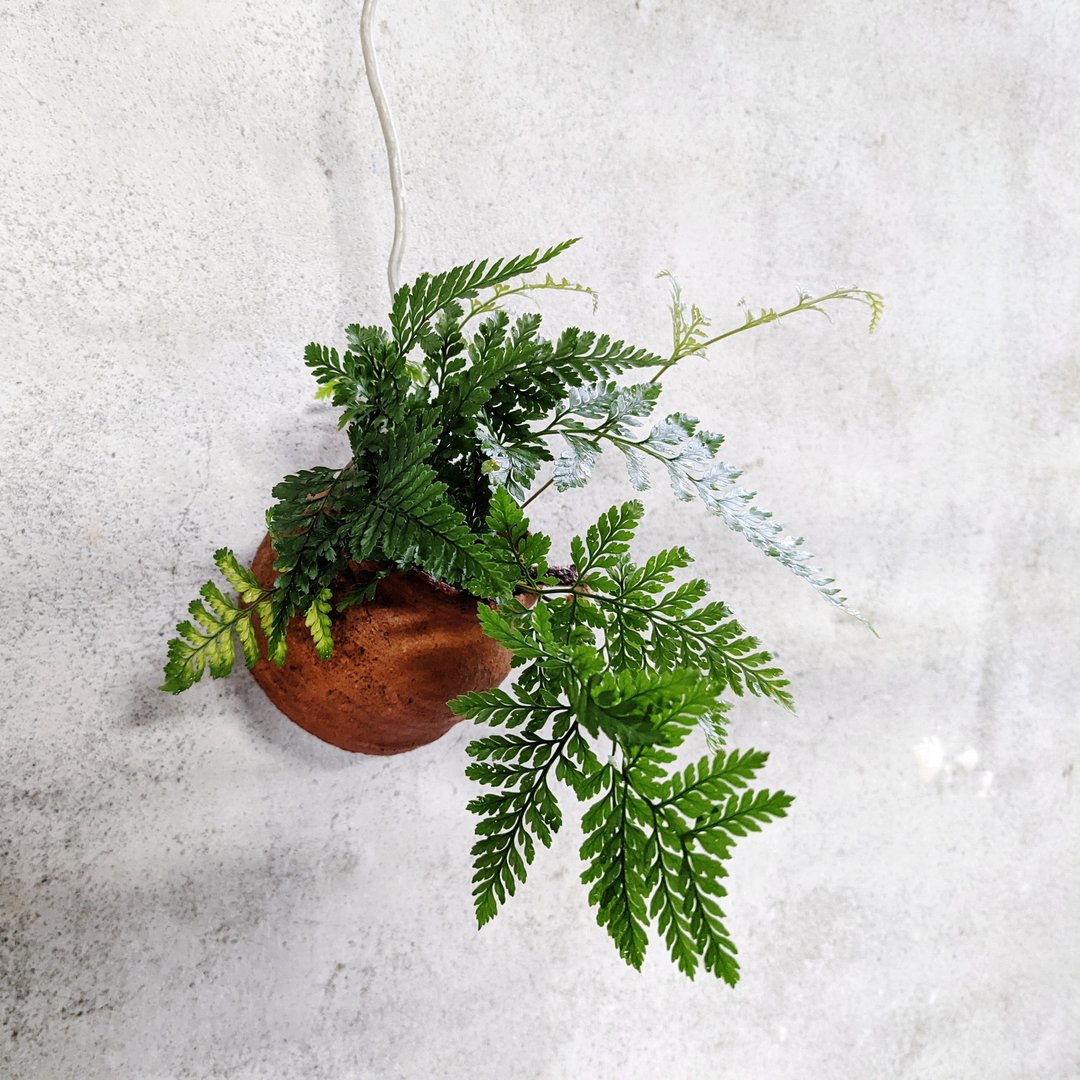 兔脚蕨　老件　双孔陶瓮　植栽　植物 - 植栽/盆栽 - 植物．花 多色