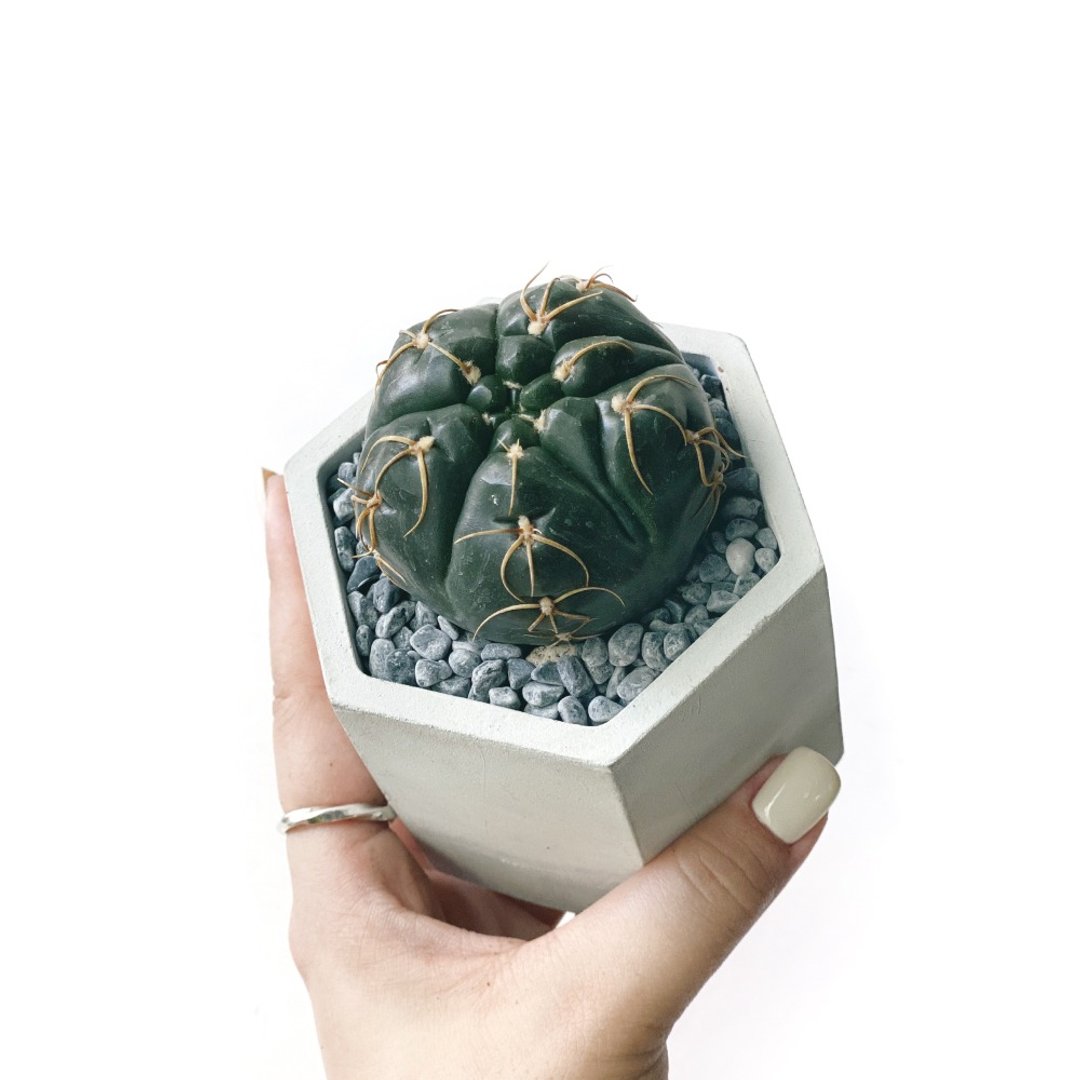 纯灰系列 | 海王丸 六边形纯深灰色水泥仙人掌植栽 - 植栽/盆栽 - 植物．花 灰色