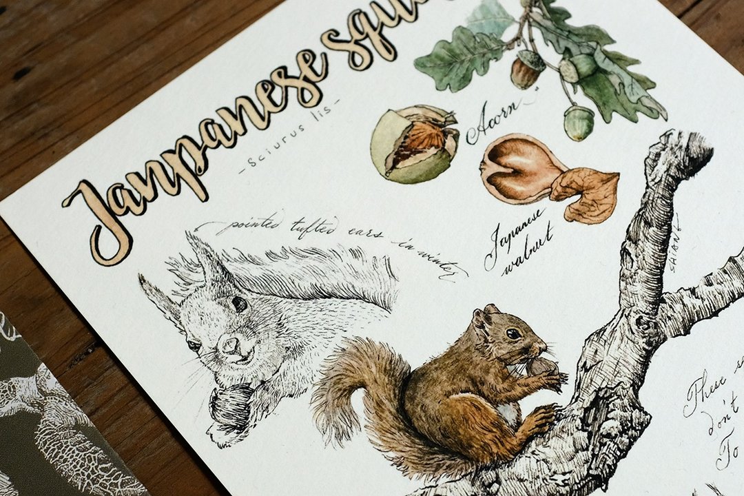 野生动物系列卡片-日本松鼠 - 卡片/明信片 - 纸 白色