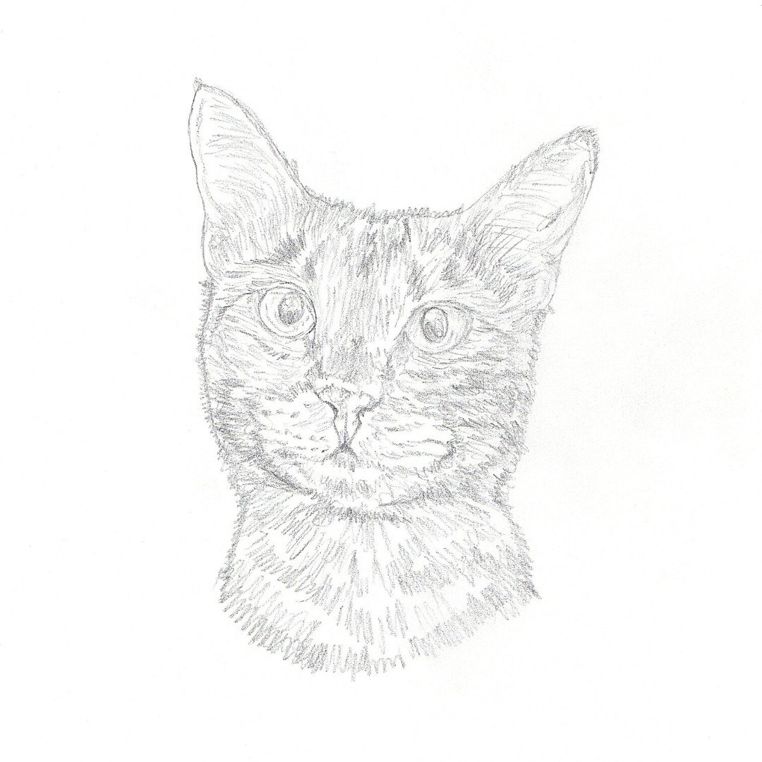 【定制】【半完成品】宠物手绘草稿 | 肖像 | 似颜绘 | 画 | 猫 - 其他 - 纸 