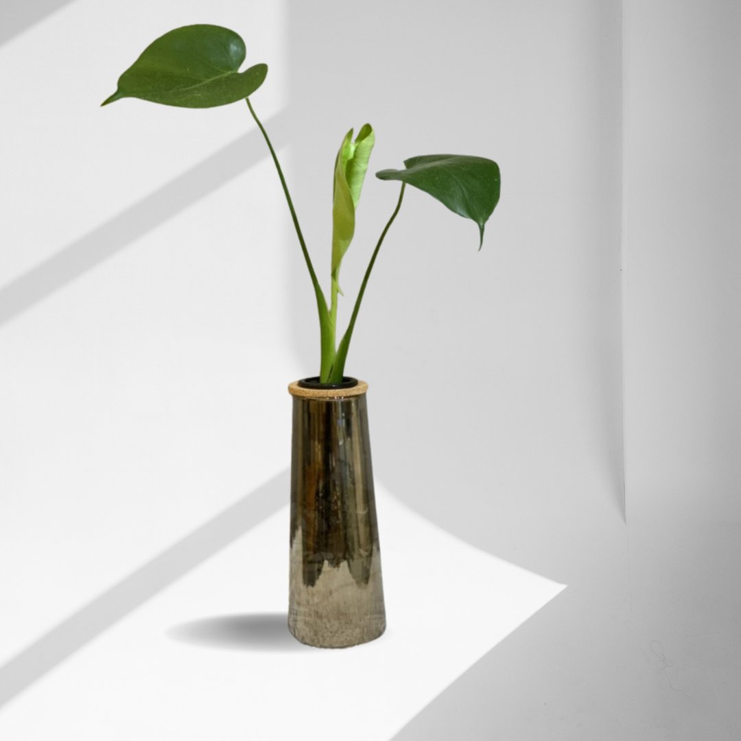 现货 蕨美植栽 室内网美植栽办公室疗育水耕植栽-龟背芋+高瓶 - 植栽/盆栽 - 植物．花 