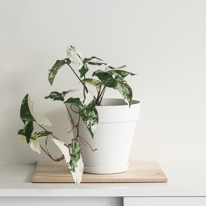 斑叶合果芋植栽_荷兰设计极简雾面盆 - 植栽/盆栽 - 植物．花 