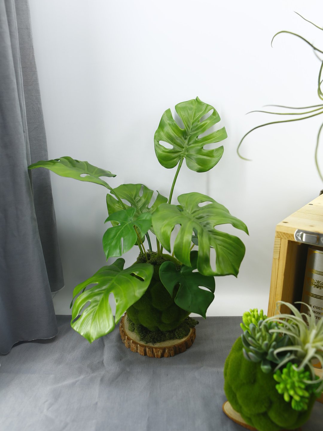 龟背芋青苔球 / 电信植栽青苔球 / 拟真植栽 / 开幕乔迁送礼 - 植栽/盆栽 - 其他材质 多色