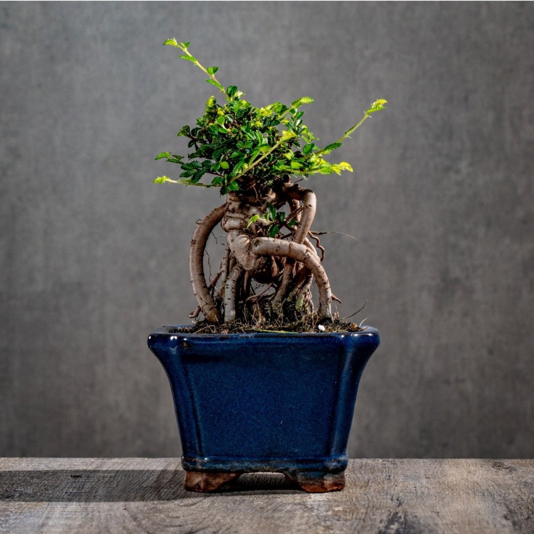 榆树盆栽 室内植物 桌上盆栽 开幕送礼 乔迁礼物 植栽 巧绘网植物 - 植栽/盆栽 - 植物．花 
