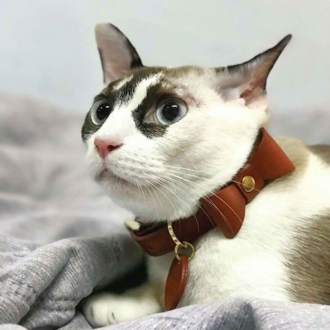 带领结宠物项圈，领结，真皮软皮，刻名字，狗项圈，猫项圈。 - 项圈/牵绳 - 真皮 红色