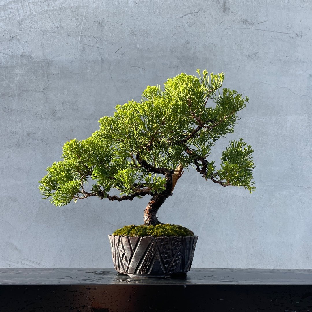 小品盆栽 - 台湾真柏 盆景 送礼 - 植栽/盆栽 - 植物．花 