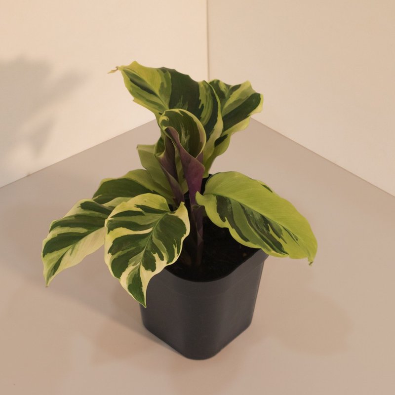 Thai Beauty 大理石_室内植栽 - 植栽/盆栽 - 植物．花 