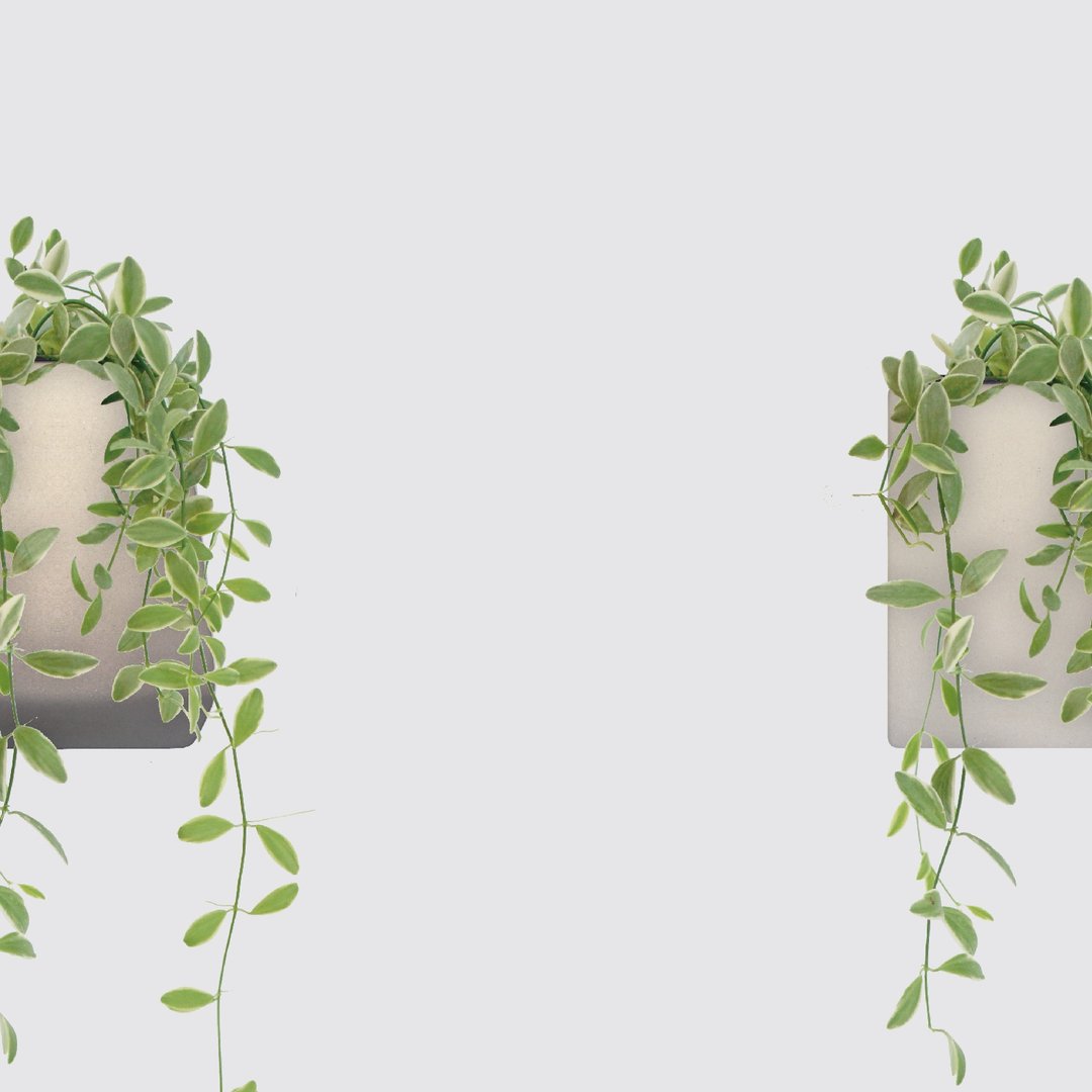 │ 方盆系列 │ 斑叶串钱藤 - 垂挂植物 水耕盆栽 陶瓷盆器 - 植栽/盆栽 - 植物．花 