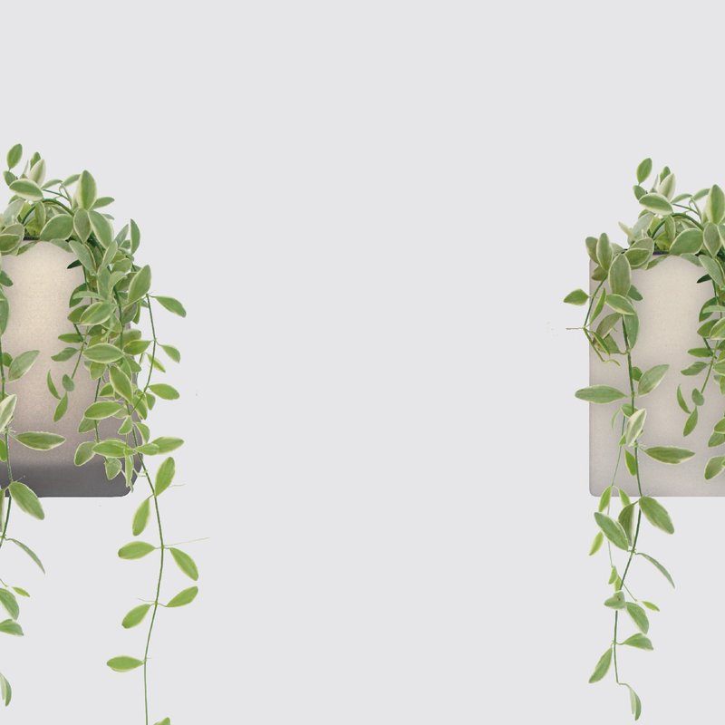 │ 方盆系列 │ 斑叶串钱藤 - 垂挂植物 水耕盆栽 陶瓷盆器 - 植栽/盆栽 - 植物．花 