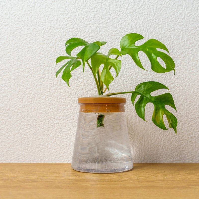 姬龟背芋 三角水耕盆栽 室内植物 观叶植物 礼物 水培 - 植栽/盆栽 - 植物．花 透明