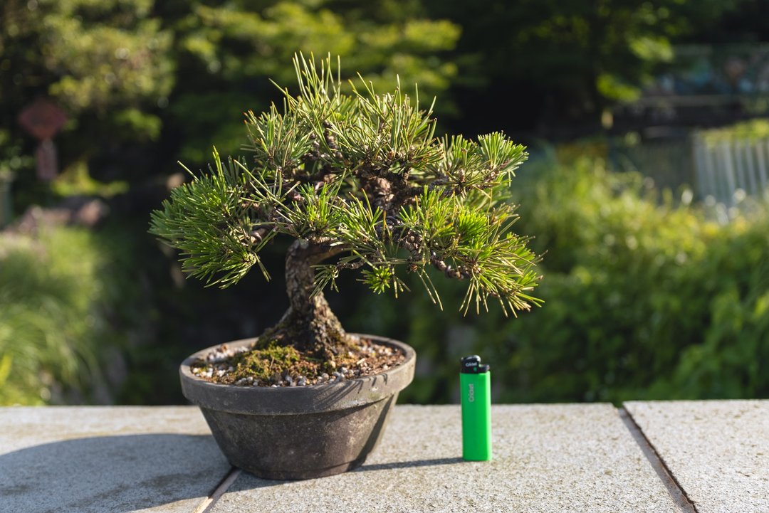 日本黑松小品盆栽 Black Pine 已荒皮 - 植栽/盆栽 - 植物．花 