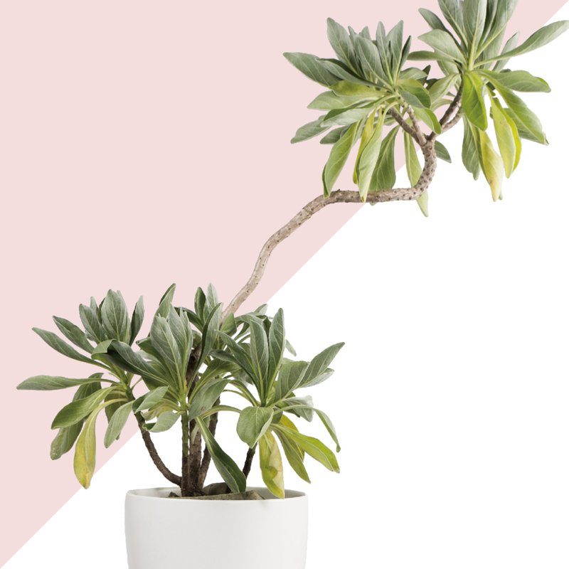 居家植物 － 白水木  礼物开幕贺礼 - 植栽/盆栽 - 植物．花 白色